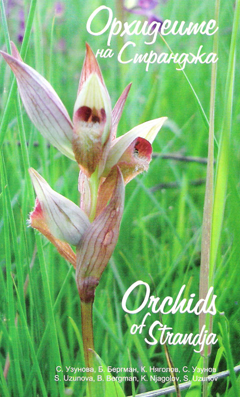 Орхидеите на Странджа