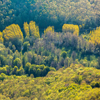 Разяснение по повод обществените дискусии за състоянието на горите в Странджа
