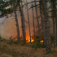 Специалисти разясниха на млади лесовъди опасността от горски пожари в Странджа